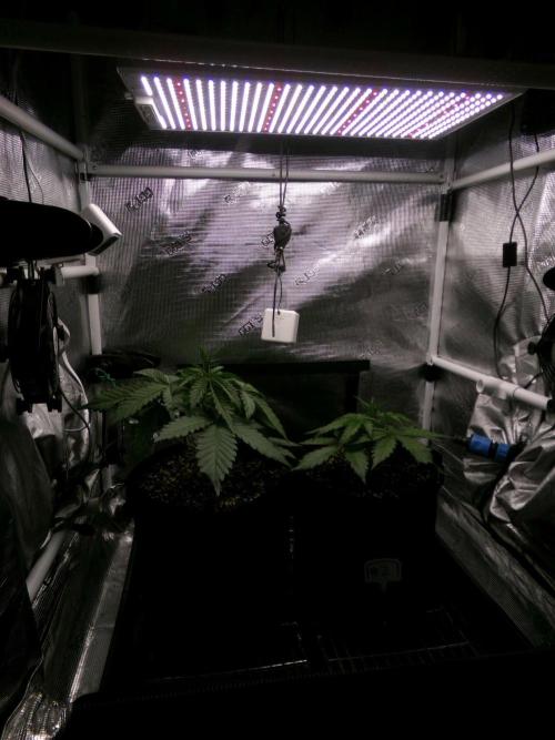 Cheese (GDG25 #1). Week 3