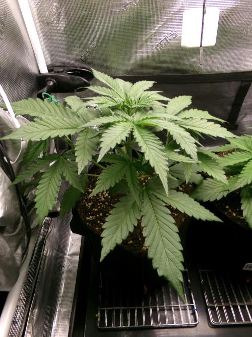 Cheese (GDG25 #1). Week 3