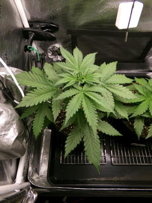 Cheese (GDG25 #1). Week 3