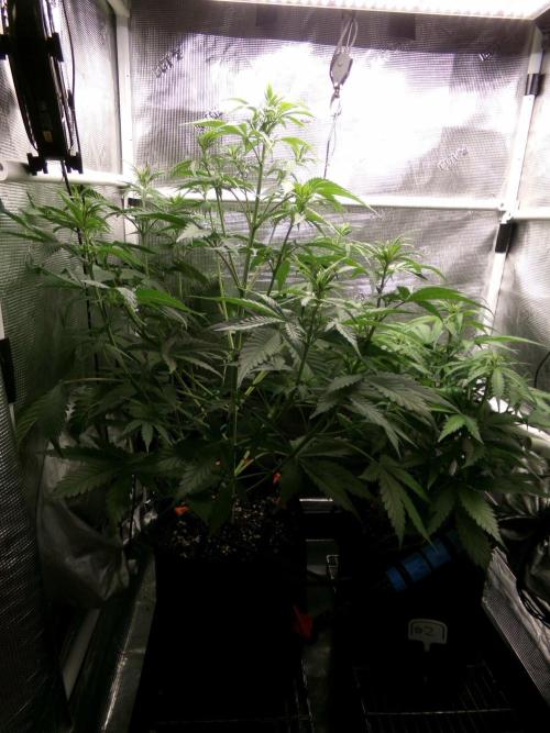 Passion Fruitz Auto. Week 5