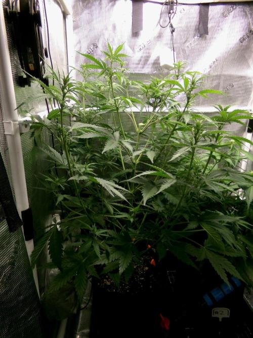 Cheese (GDG25 #1). Week 6 - Day 38