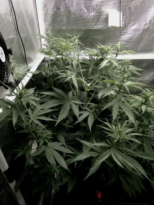 Cheese (GDG25 #1). Week 6