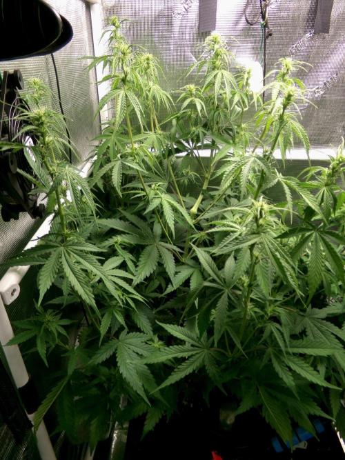 Cheese (GDG25 #1). Week 6