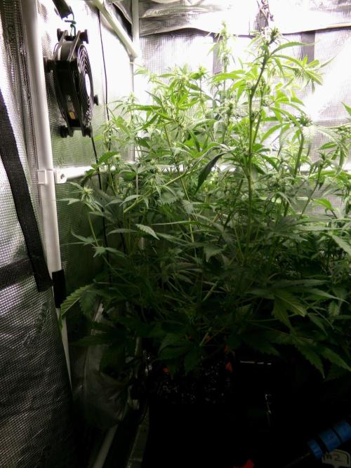 Cheese (GDG25 #1). Week 6 - Day 42