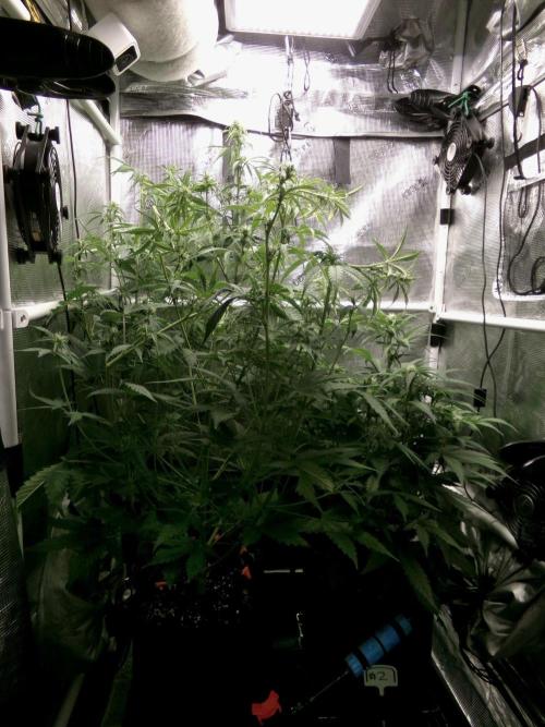 Cheese (GDG25 #1). Week 6