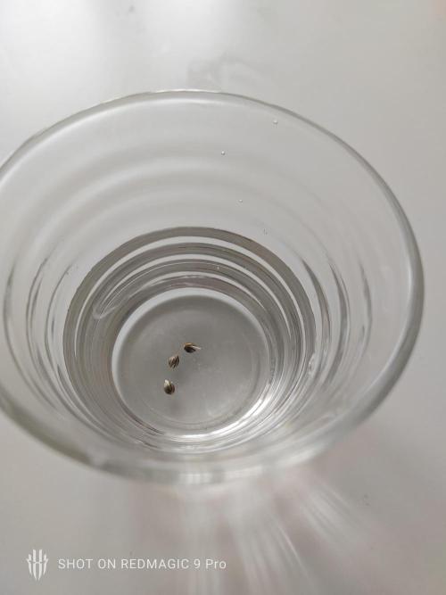 Purple Ocean. Week 0 - Day 1