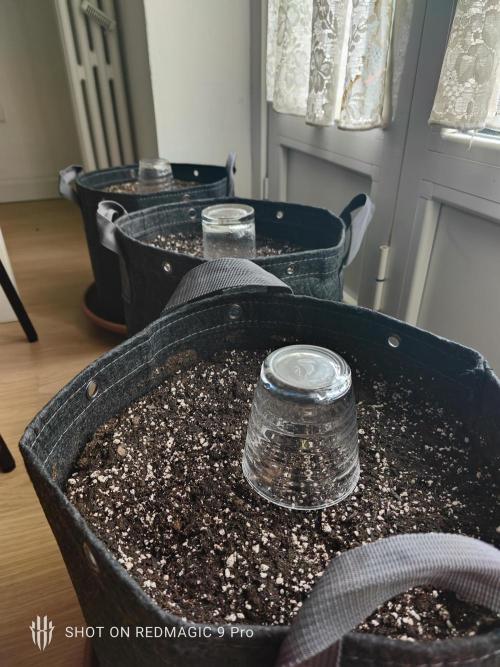 Purple Ocean. Week 0 - Day 4