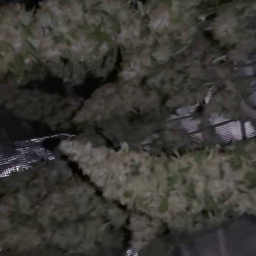 Somango auto grow