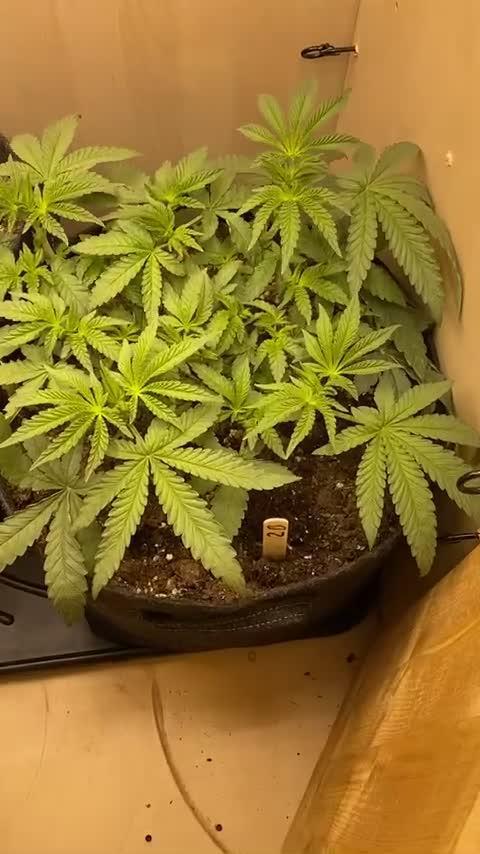 Nose candi & zerberry