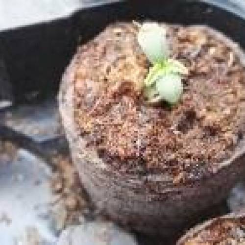 Honey Boo Boo Outdoor. Week 1