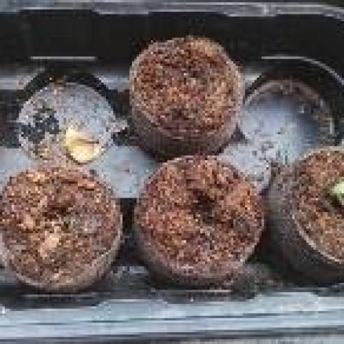 Honey Boo Boo Outdoor. Week 1