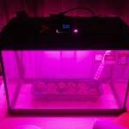 Honey Boo Boo Outdoor. Week 1
