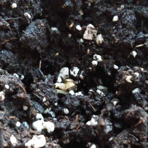 Pelirroja 1. Week 0 - Baby is peeking out!