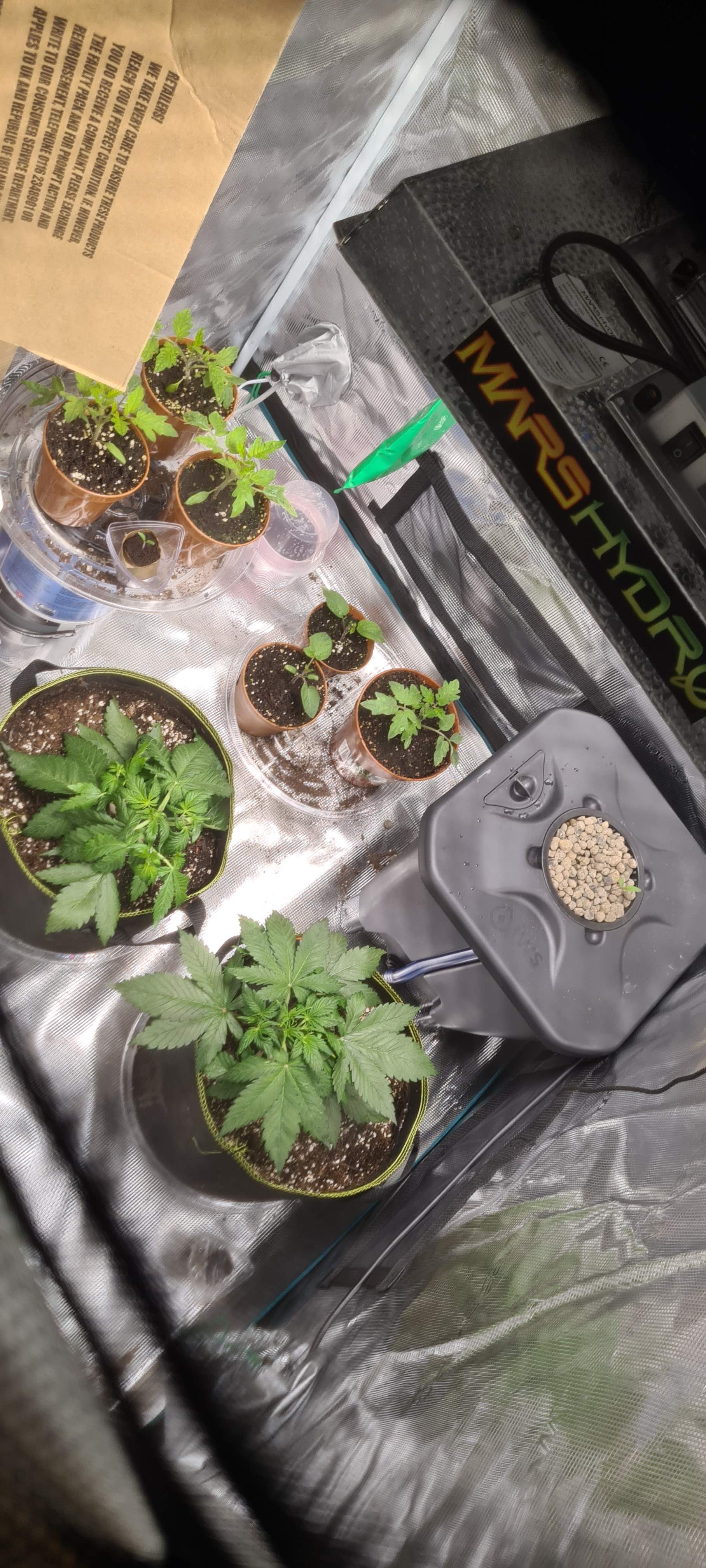 Dutch Passion Auto Blackberry Kush grow diary (journal) week5 by Hg91uk