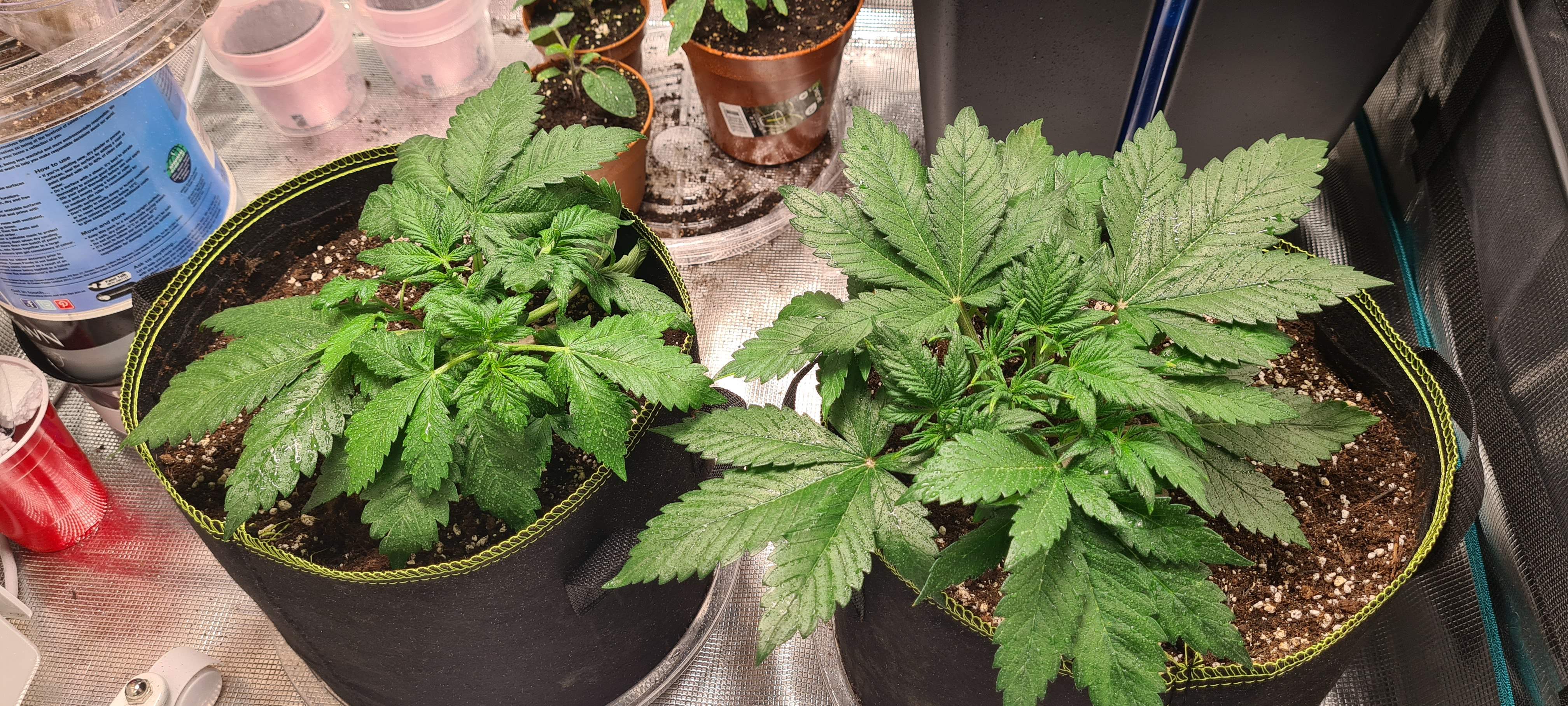 Dutch Passion Auto Blackberry Kush grow diary (journal) week5 by Hg91uk