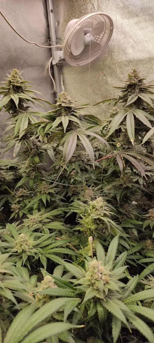 Chempie by Ripper