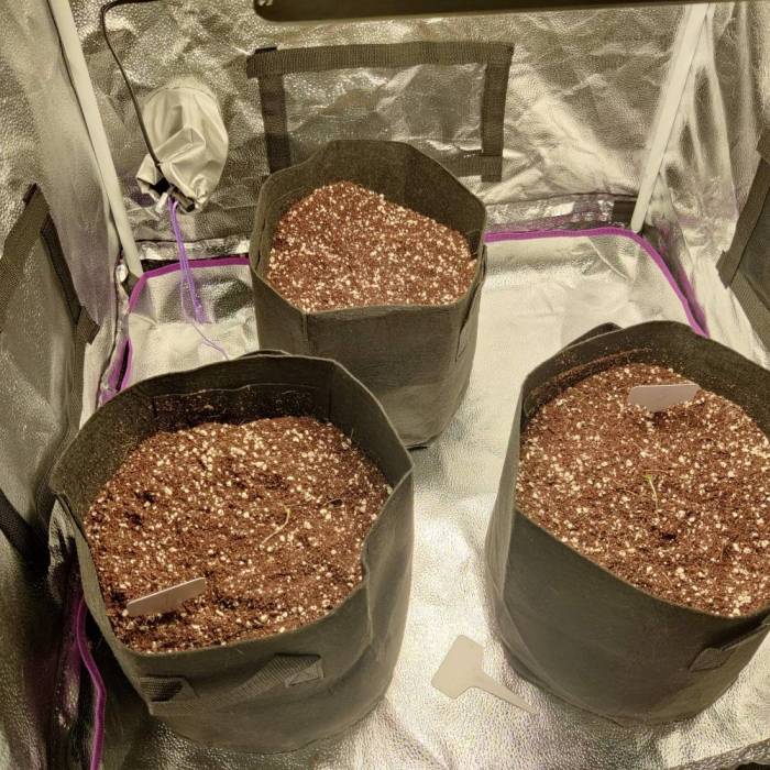 Like a virgin. Week 1