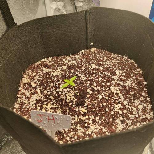 Like a virgin. Week 2