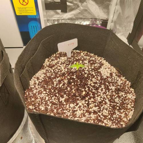 Like a virgin. Week 2