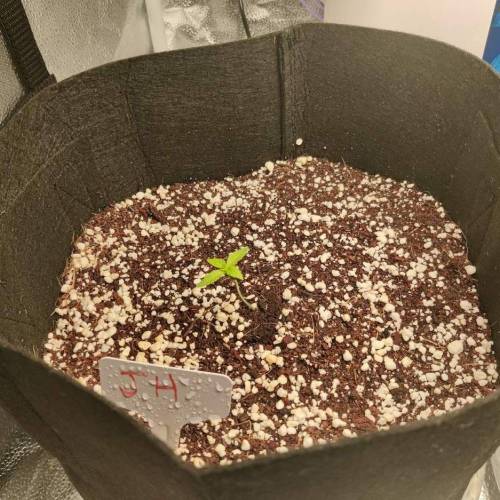 Like a virgin. Week 3