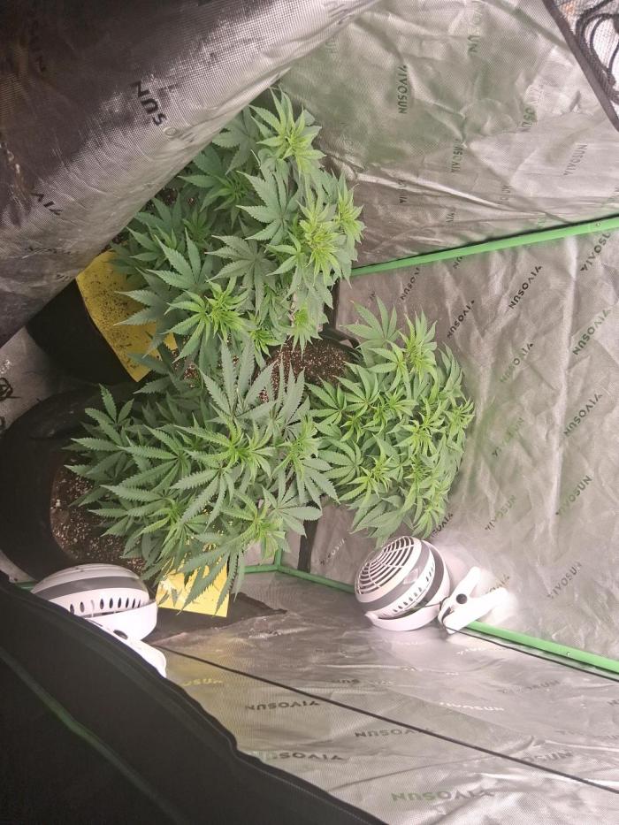 Grow #2. Week 5 - First 4 to 5 weeks of veg were real easy. Just started them in the soil proper. 