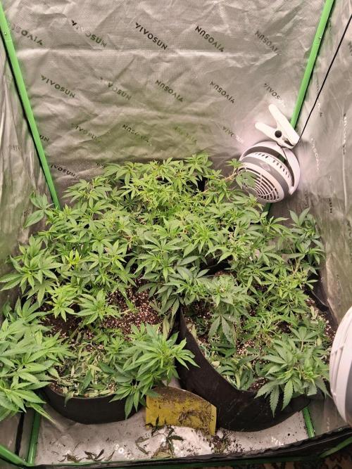 Grow #2. Week 6