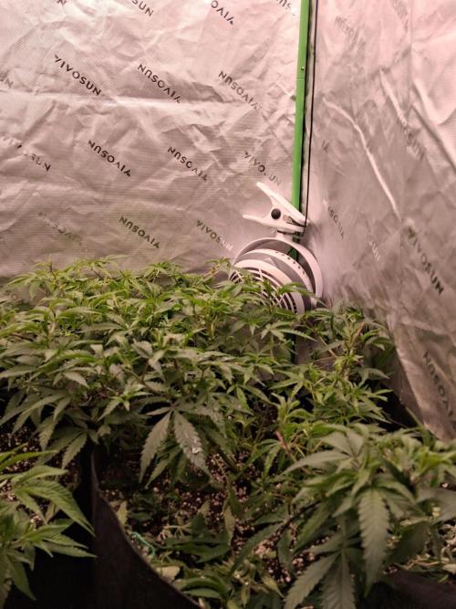 Grow #2. Week 6