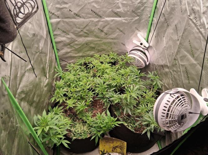 Grow #2. Week 6