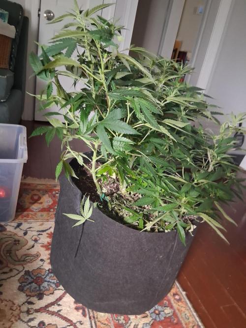 Grow #2. Week 8 - Tangie male, by far my biggest plant