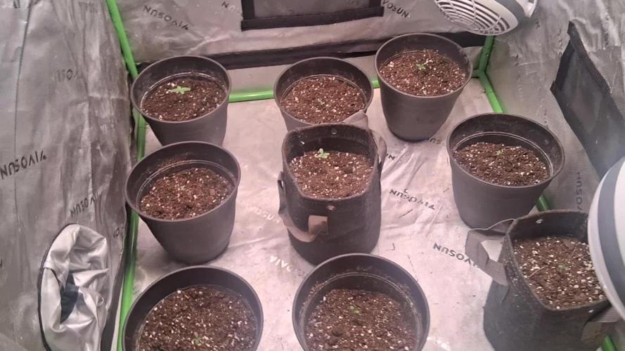 Breeding run before seed ban