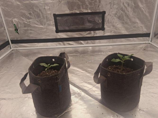 Breeding run before seed ban. Week 2
