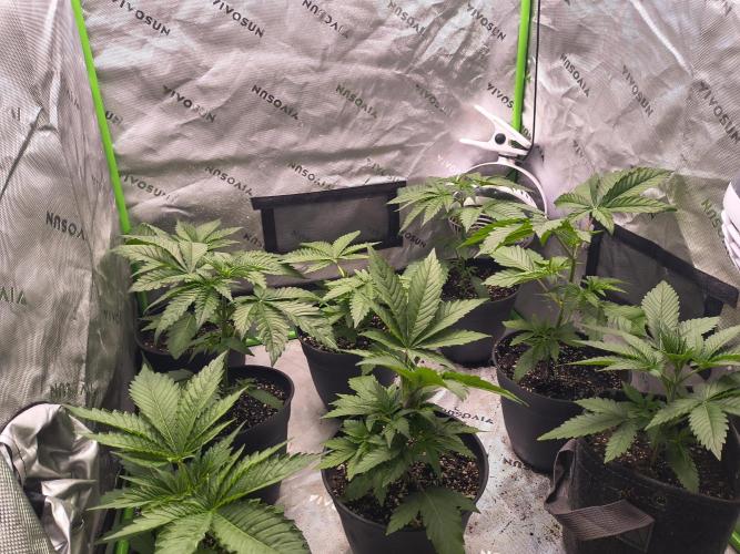 Breeding run before seed ban. Week 0