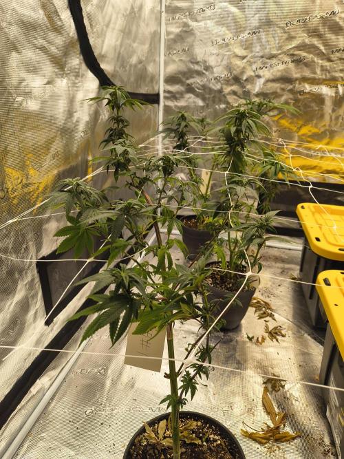 Breeding run before seed ban. Week 10