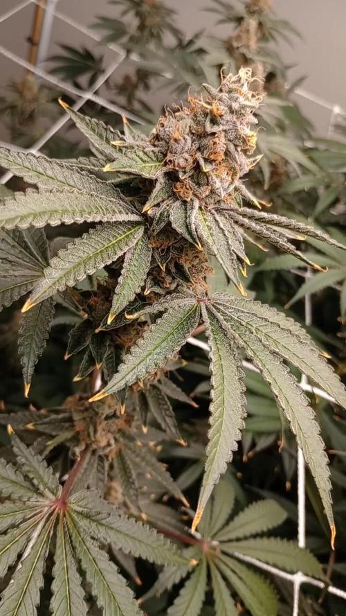 Granddaddy Purple ~ Zamnesia ~ DWC 8