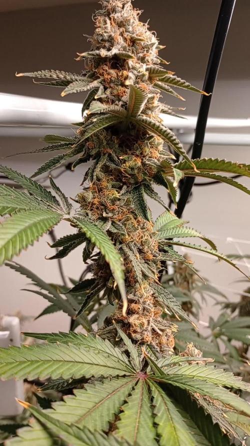 Granddaddy Purple ~ Zamnesia ~ DWC 8