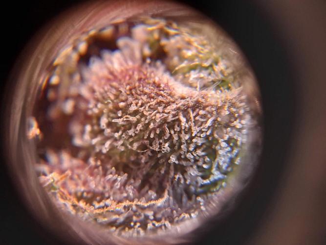 Super Silver Haze OG ~ DWC ~ 2. Week 17