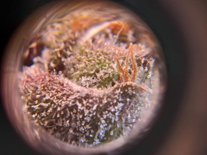 Super Silver Haze OG ~ DWC ~ 2. Week 17