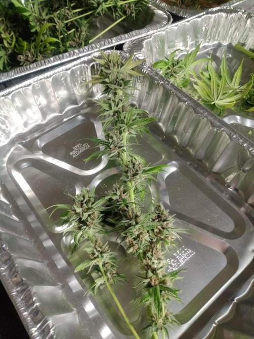 Super Silver Haze OG ~ DWC ~ 2. Week 17