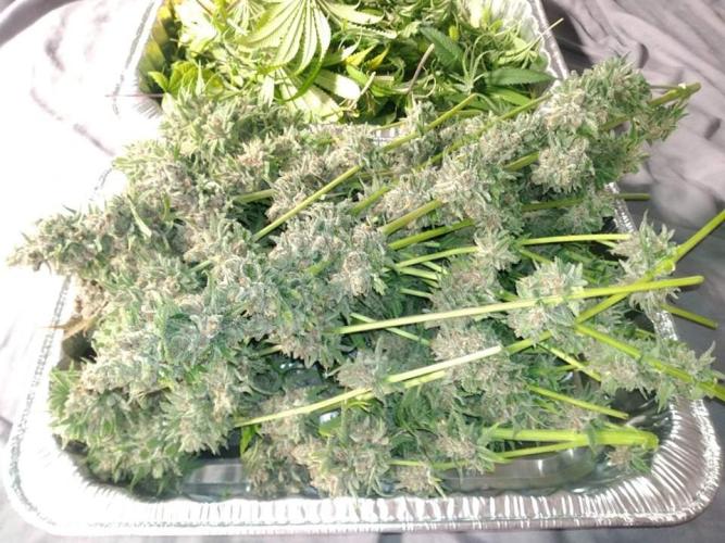 Super Silver Haze OG ~ DWC ~ 2. Week 17