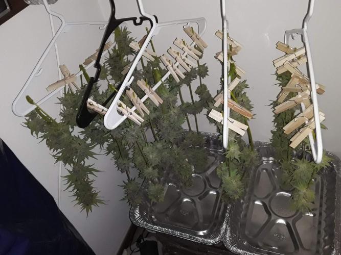 Super Silver Haze OG ~ DWC ~ 2. Week 17