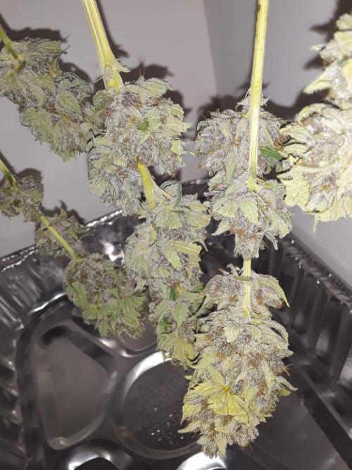 Super Silver Haze OG ~ DWC ~ 2. Week 17