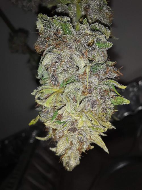 Super Silver Haze OG ~ DWC ~ 2. Week 17