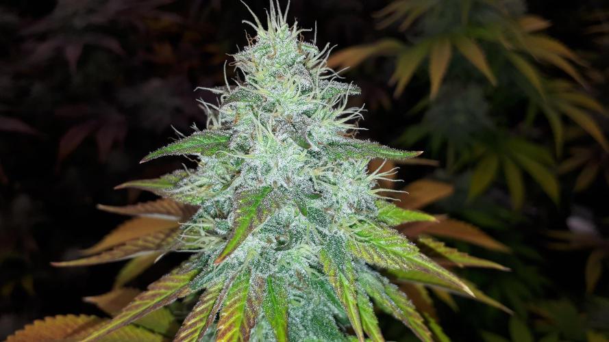 ILGM SEEDS GROW. Week 18