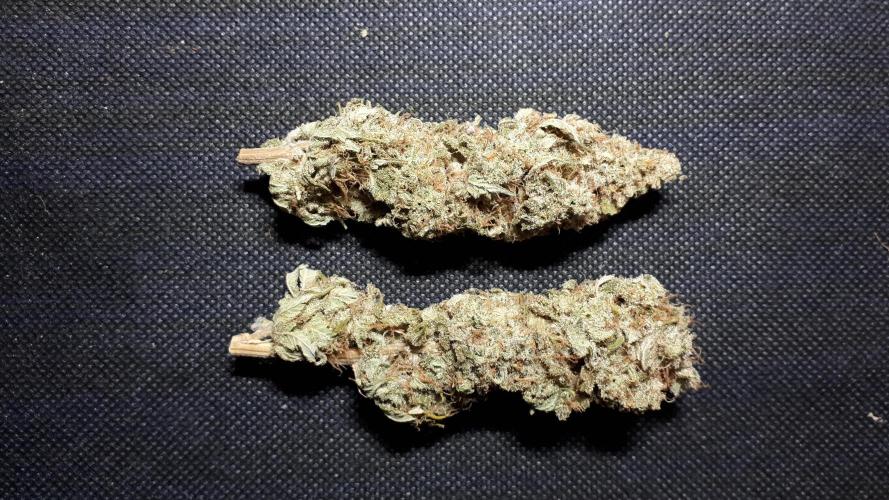 ILGM SEEDS GROW. Week 18