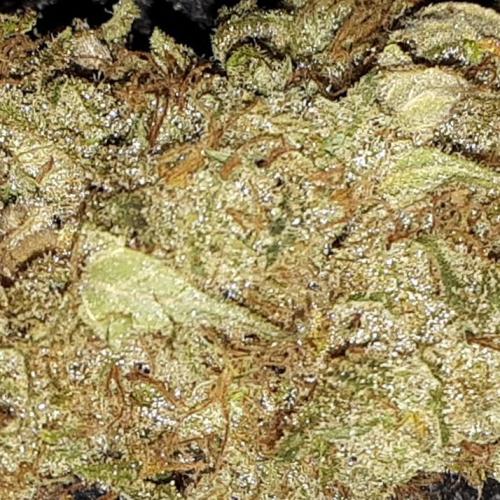 ILGM SEEDS GROW. Week 18