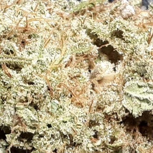 ILGM SEEDS GROW. Week 18