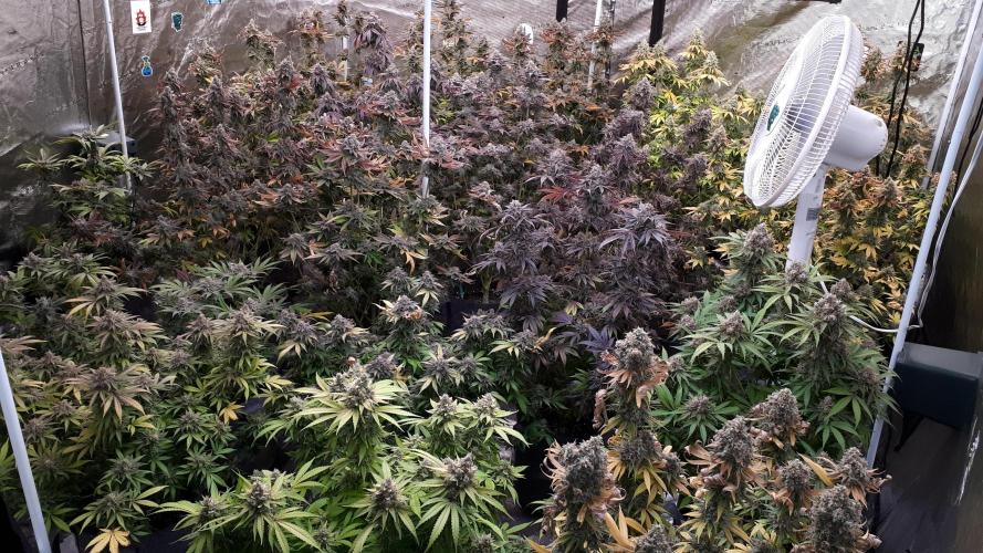 ILGM SEEDS GROW. Week 18