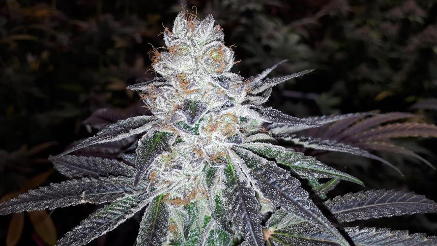 ILGM SEEDS GROW. Week 18