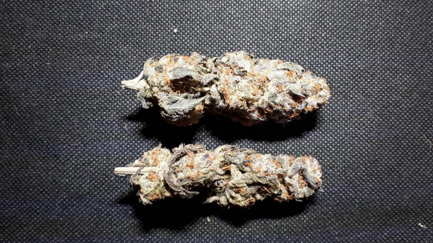 ILGM SEEDS GROW. Week 18