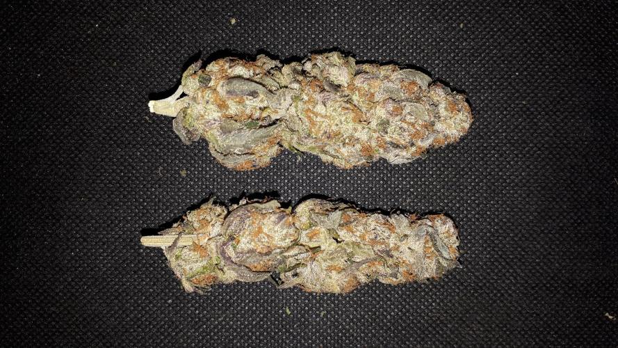 ILGM SEEDS GROW. Week 18